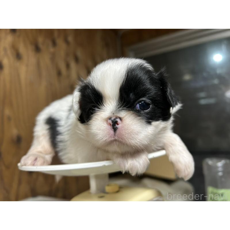 販売中の静岡県の狆 (チン)-424015の6枚目