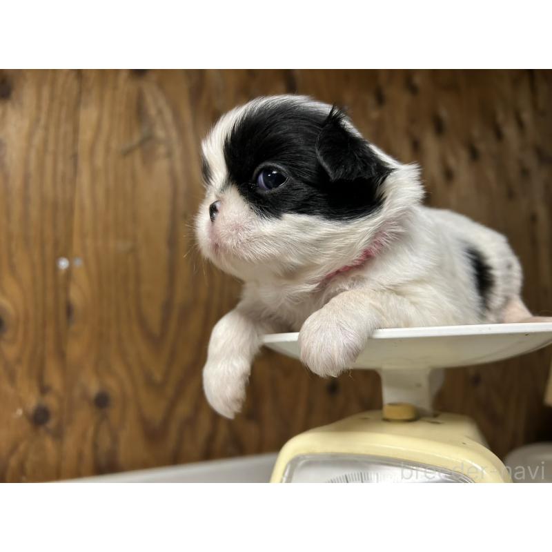 販売中の静岡県の狆 (チン)-424015の5枚目