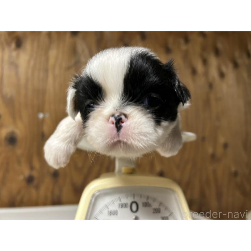 販売中の静岡県の狆 (チン)-424015の4枚目