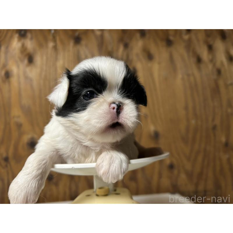 販売中の静岡県の狆 (チン)-424015の3枚目