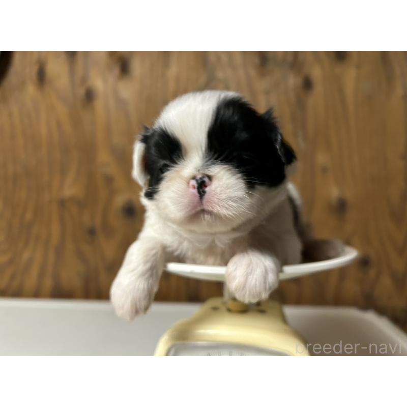 販売中の静岡県の狆 (チン)-424015の2枚目