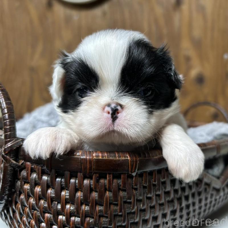 販売中の静岡県の狆 (チン)-424015