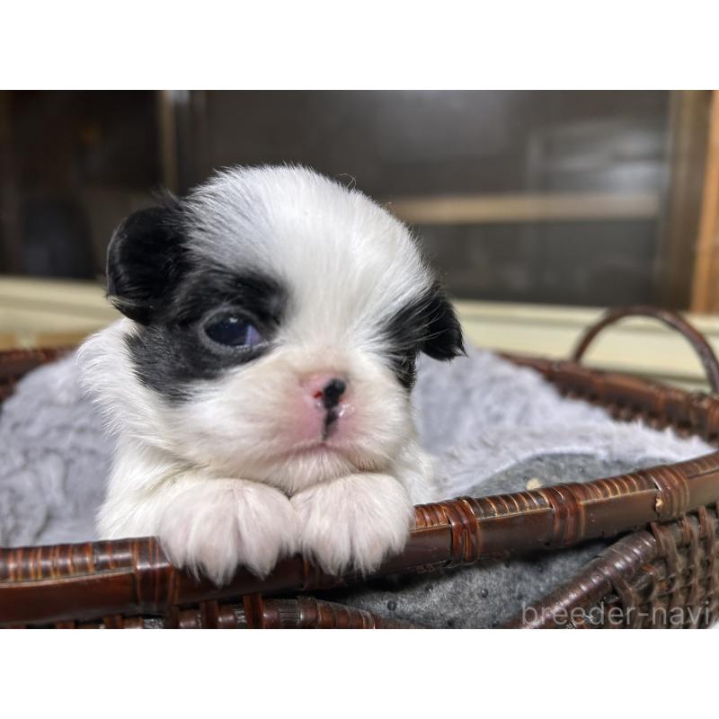 販売中の静岡県の狆 (チン)-424016の9枚目