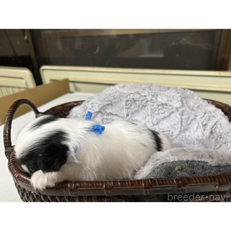 販売中の静岡県の狆 (チン)-424016の8枚目