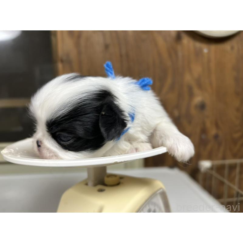 販売中の静岡県の狆 (チン)-424016の7枚目