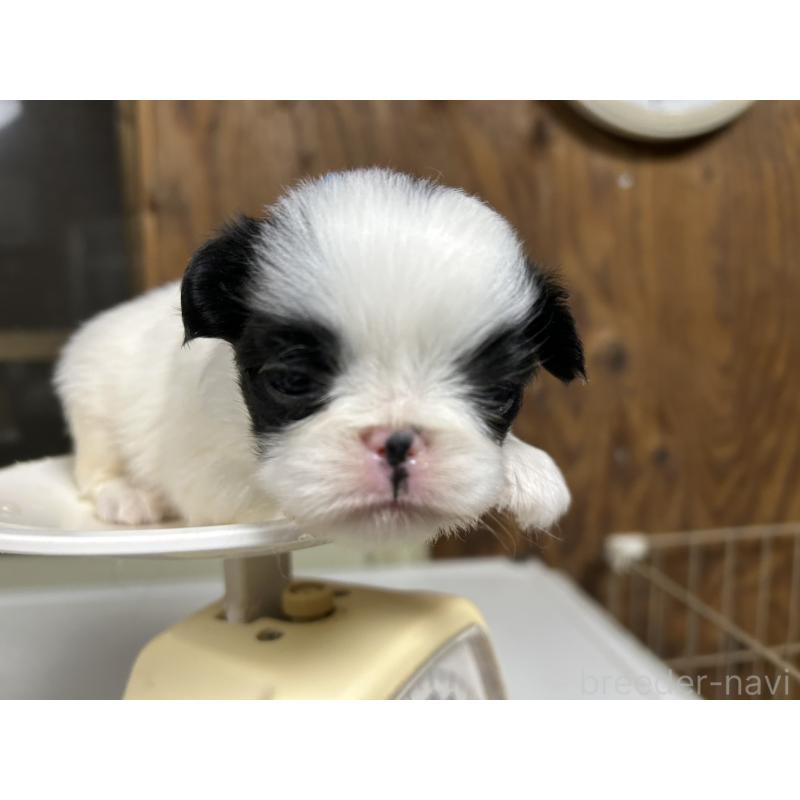 販売中の静岡県の狆 (チン)-424016の6枚目