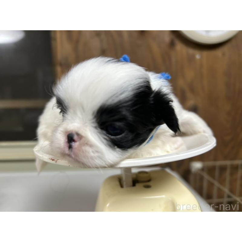 販売中の静岡県の狆 (チン)-424016の5枚目