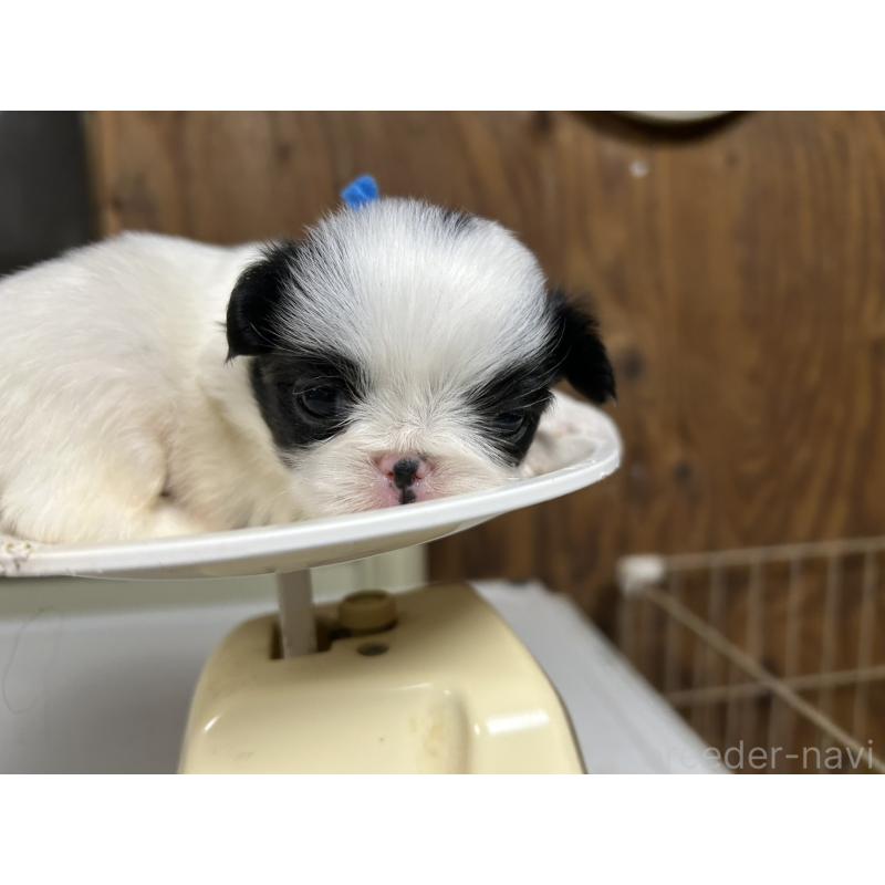 販売中の静岡県の狆 (チン)-424016の4枚目