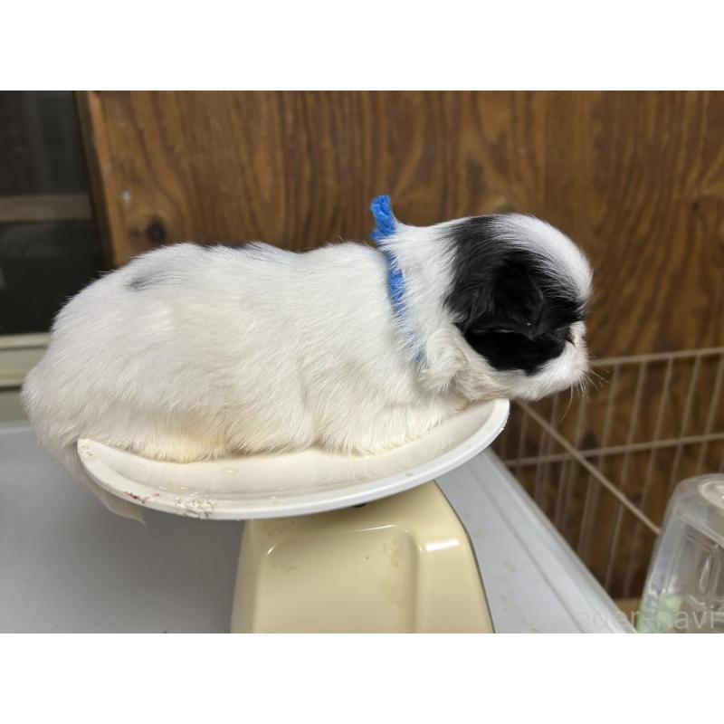 販売中の静岡県の狆 (チン)-424016の3枚目