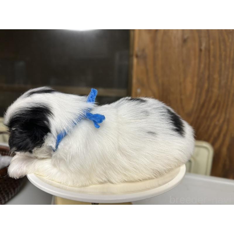 販売中の静岡県の狆 (チン)-424016の2枚目