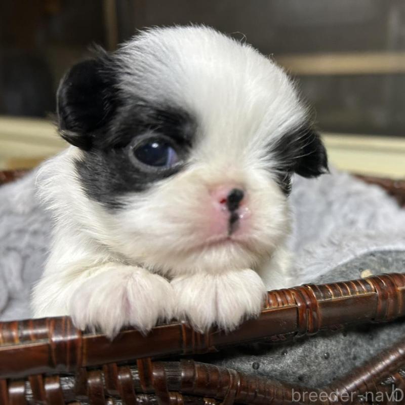 販売中の静岡県の狆 (チン)-424016