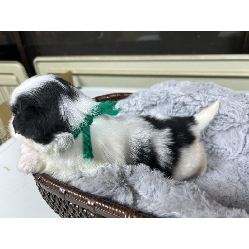 販売中の静岡県の狆 (チン)-424017の8枚目