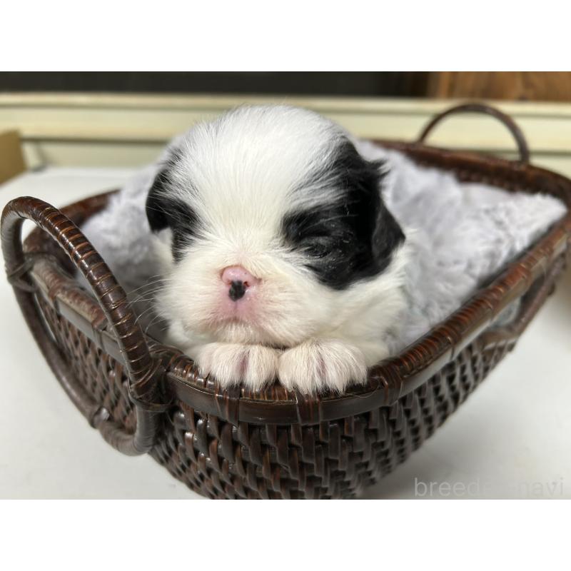 販売中の静岡県の狆 (チン)-424017の7枚目