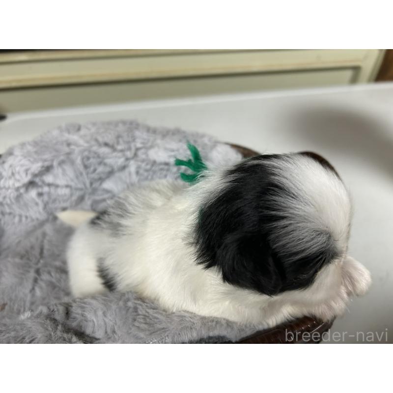 販売中の静岡県の狆 (チン)-424017の6枚目