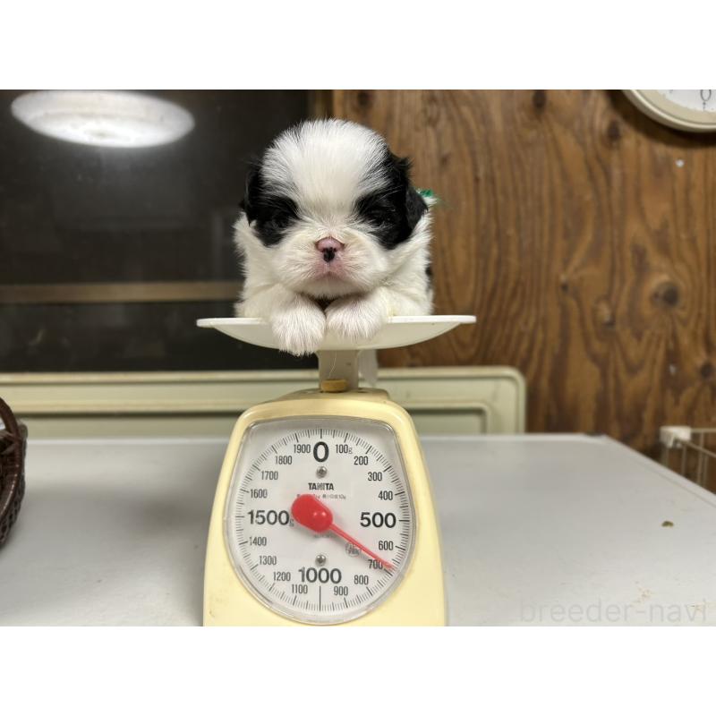 販売中の静岡県の狆 (チン)-424017の5枚目