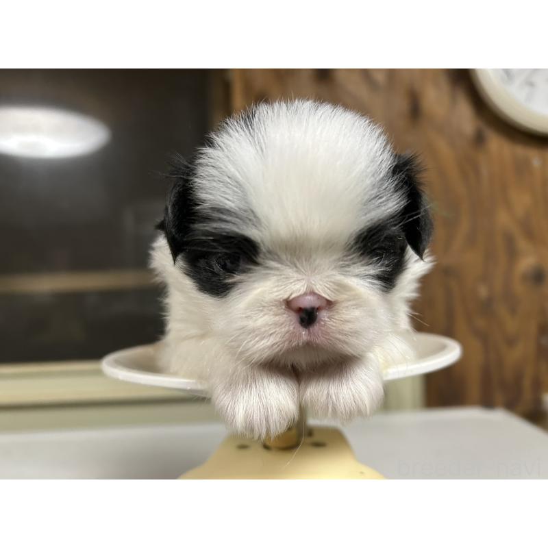 販売中の静岡県の狆 (チン)-424017の4枚目