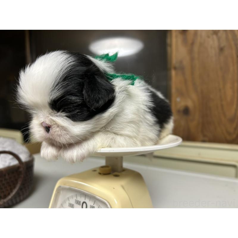 販売中の静岡県の狆 (チン)-424017の3枚目