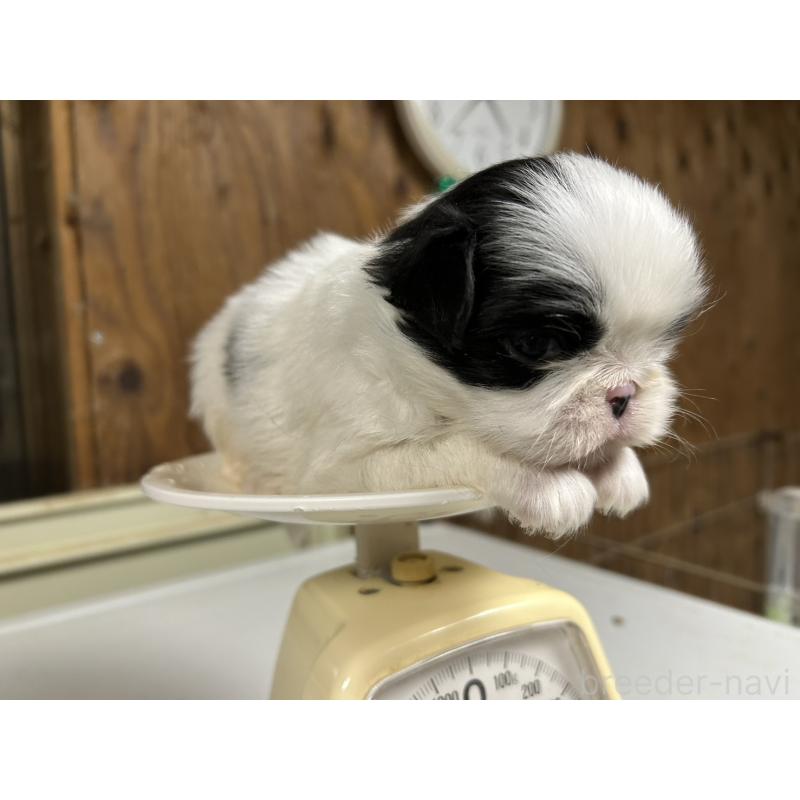 販売中の静岡県の狆 (チン)-424017の2枚目