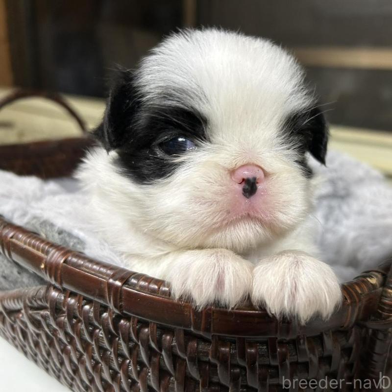 販売中の静岡県の狆 (チン)-424017