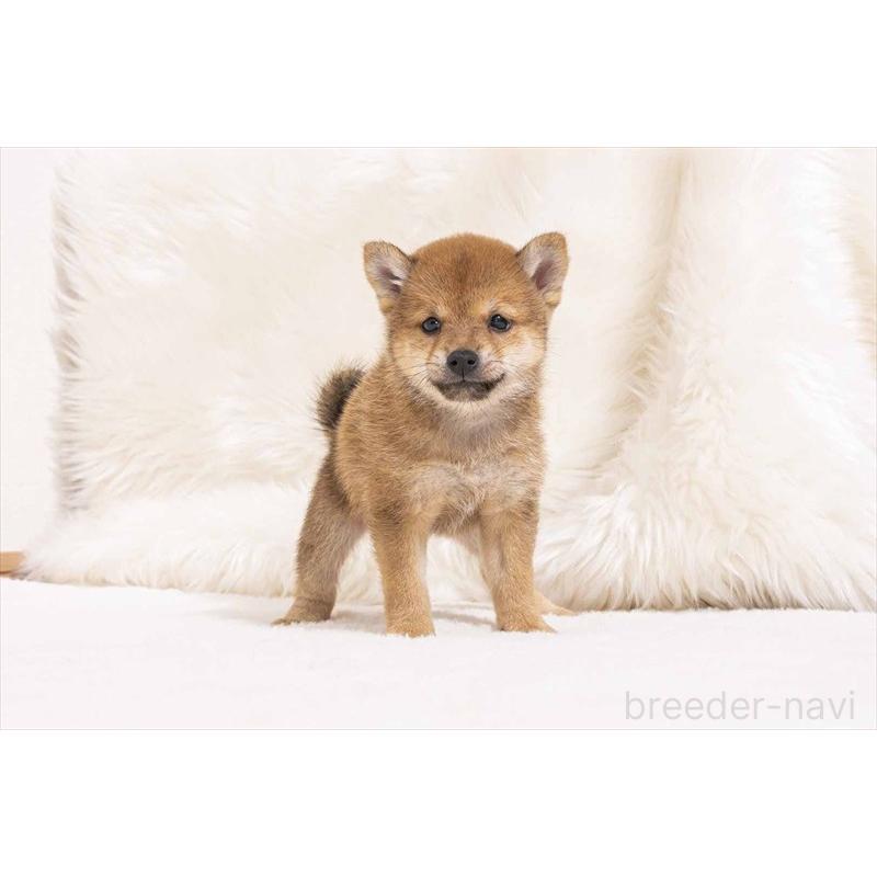 販売中の大分県の豆柴-424018の3枚目