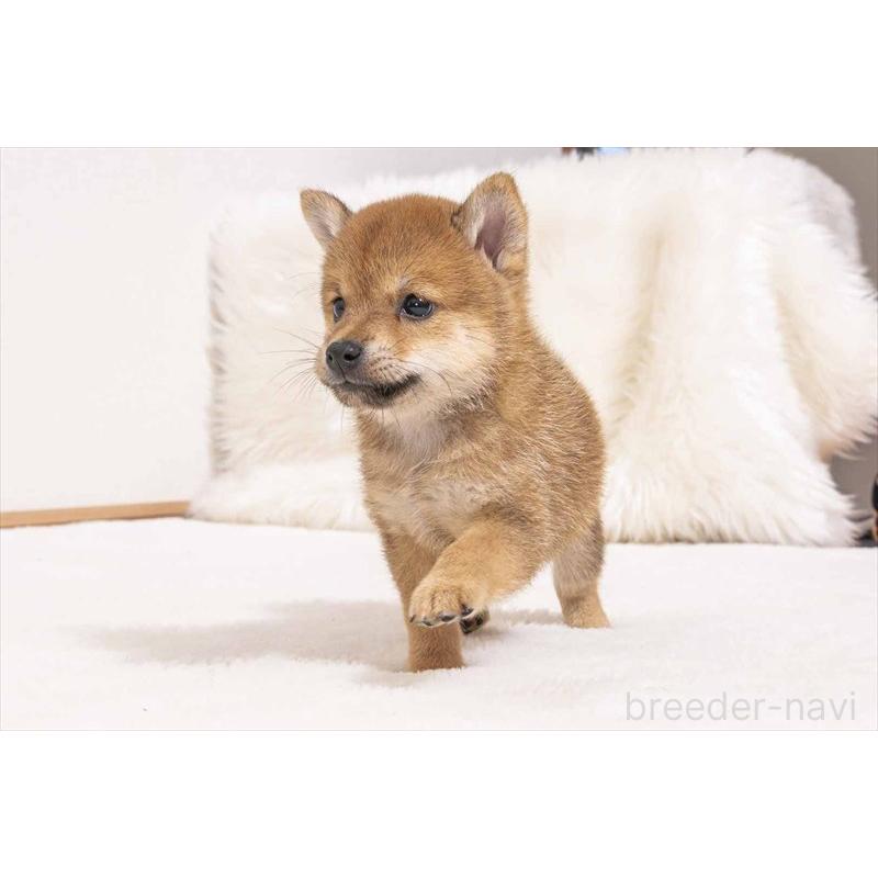 販売中の大分県の豆柴-424018の4枚目