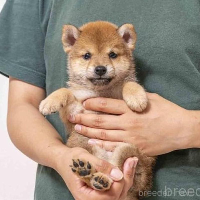 販売中のの豆柴-424018