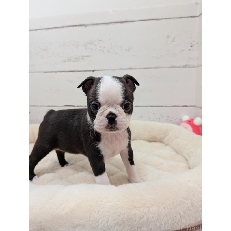 販売中の愛知県のボストンテリア-424019の11枚目