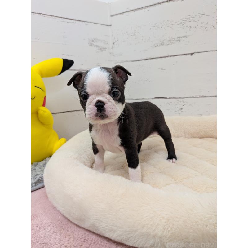 販売中の愛知県のボストンテリア-424019の10枚目