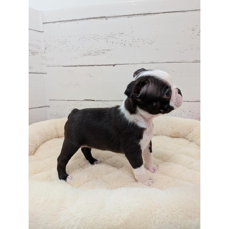 販売中の愛知県のボストンテリア-424019の8枚目