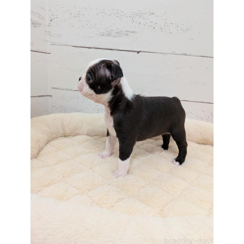 販売中の愛知県のボストンテリア-424019の7枚目