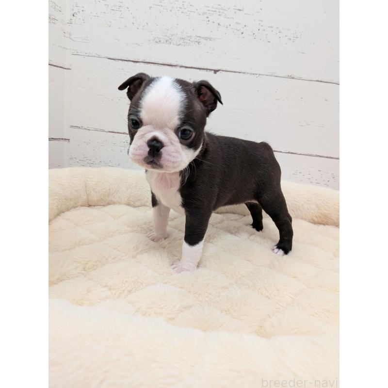 販売中の愛知県のボストンテリア-424019の6枚目