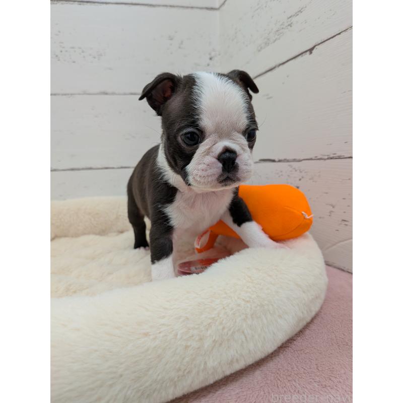 販売中の愛知県のボストンテリア-424019の5枚目