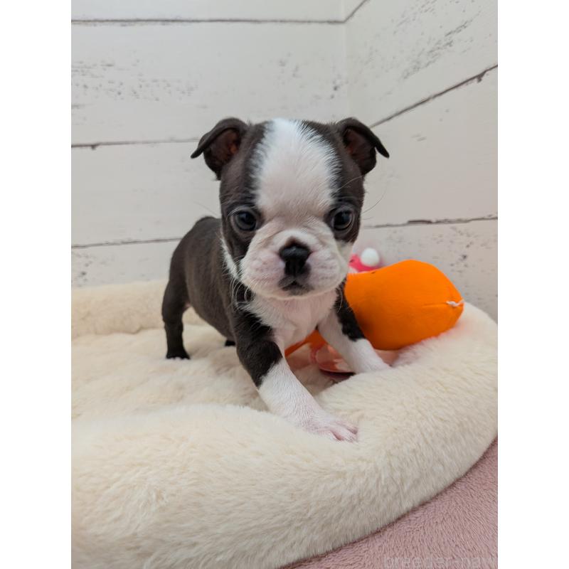 販売中の愛知県のボストンテリア-424019の4枚目