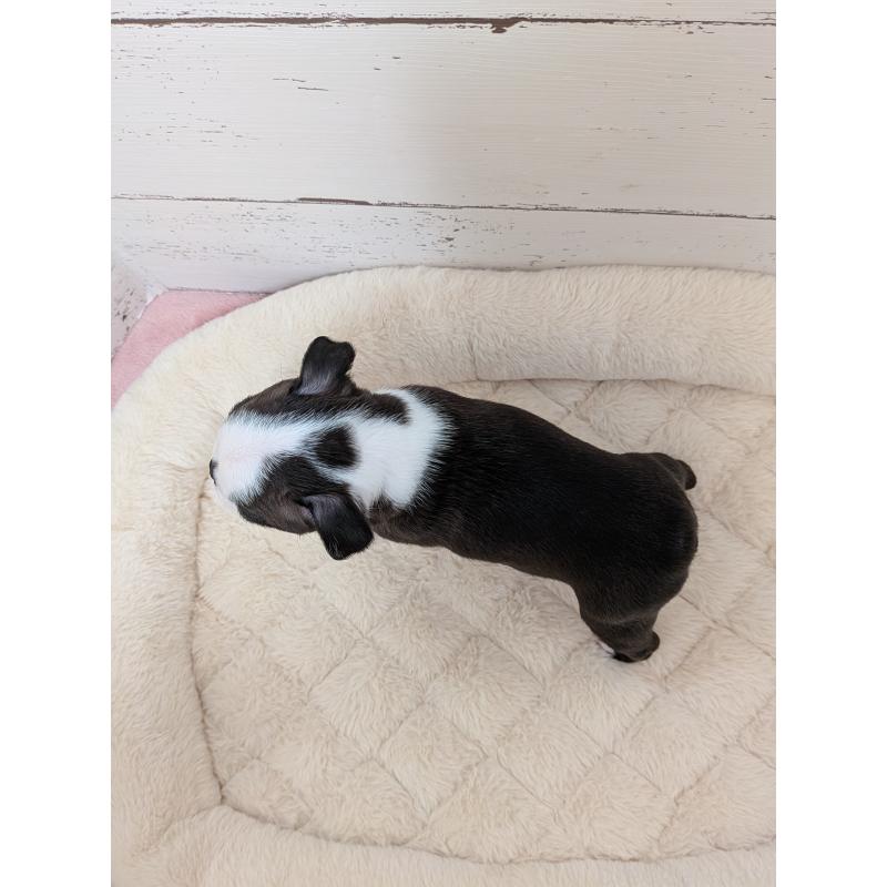 販売中の愛知県のボストンテリア-424019の3枚目