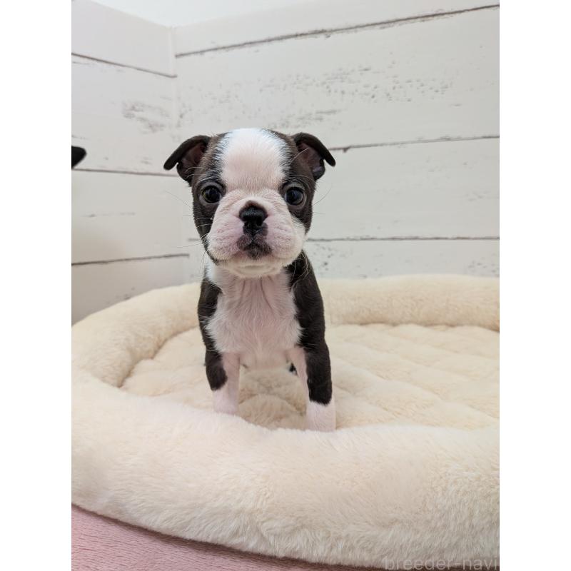 販売中の愛知県のボストンテリア-424019の2枚目