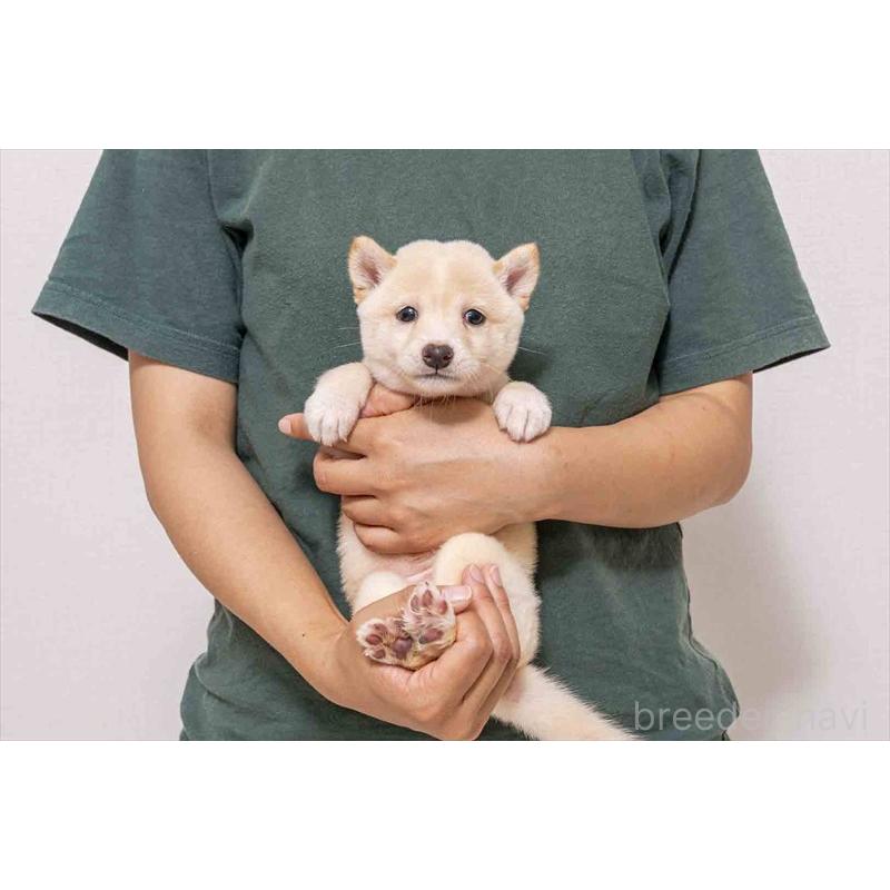 販売中の大分県の豆柴-424020の5枚目