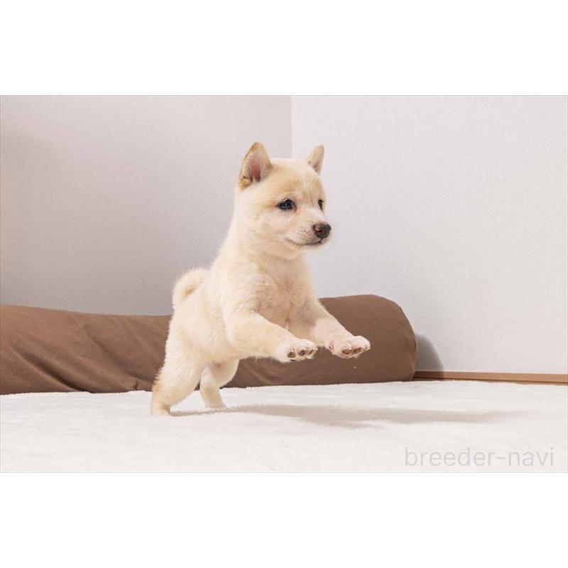 販売中の大分県の豆柴-424020の3枚目