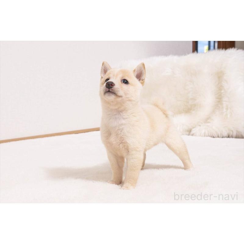 販売中の大分県の豆柴-424020の4枚目