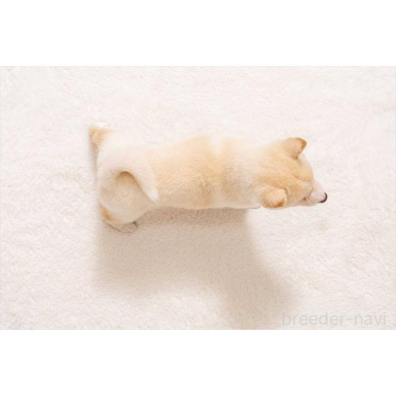 販売中の大分県の豆柴-424020の2枚目