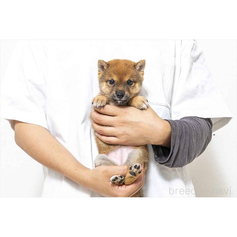 販売中の大分県の豆柴-424021の5枚目