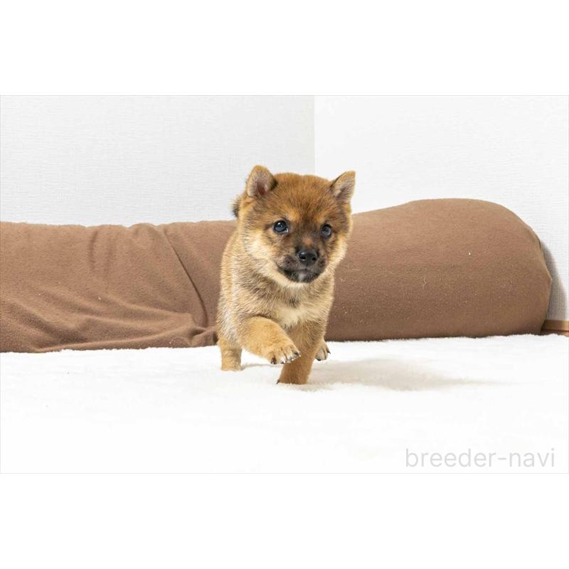 販売中の大分県の豆柴-424021の4枚目