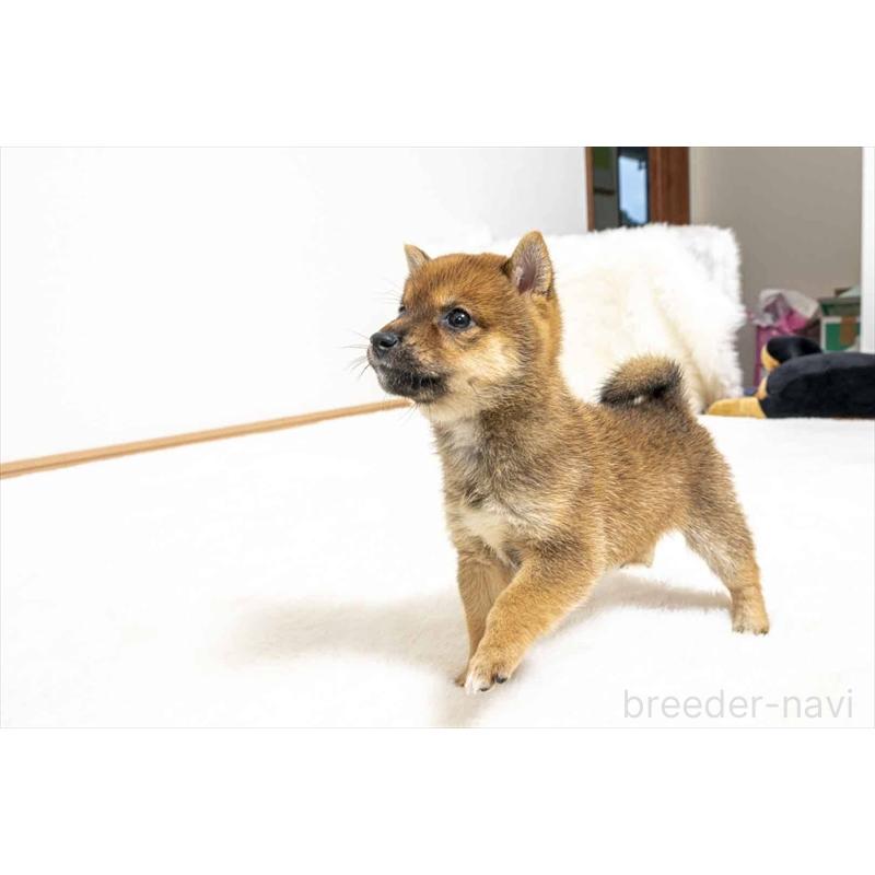 販売中の大分県の豆柴-424021の3枚目