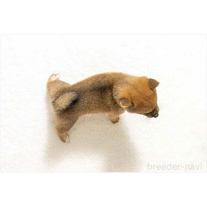 販売中の大分県の豆柴-424021の2枚目