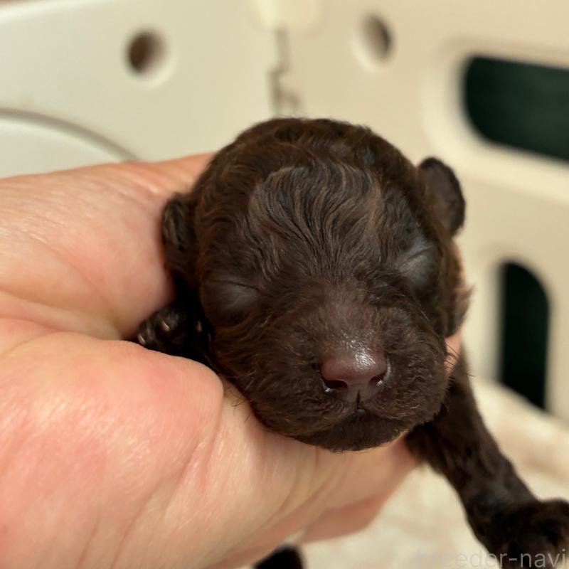 成約済の千葉県のティーカッププードル-423912の2枚目