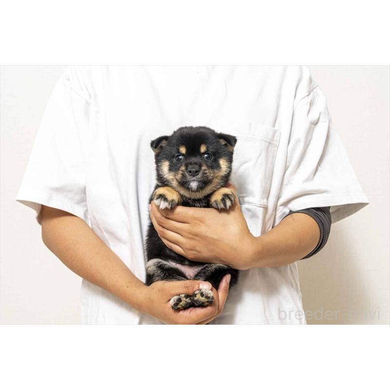 販売中の大分県の豆柴-424022の5枚目