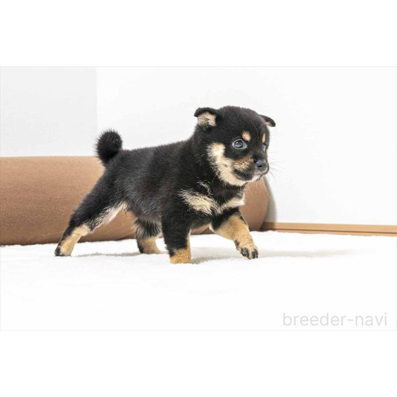 販売中の大分県の豆柴-424022の4枚目