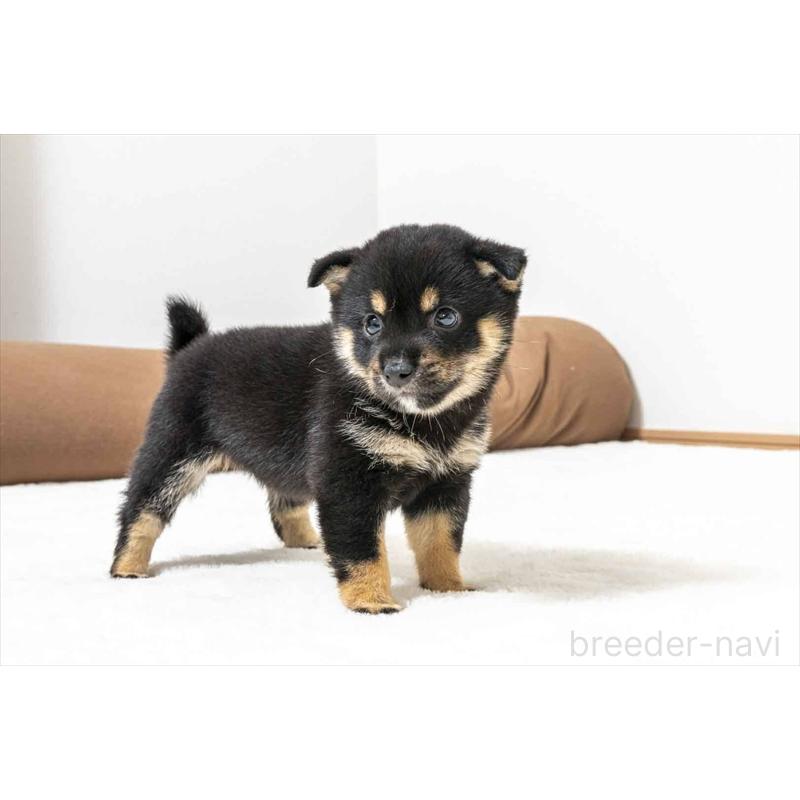 販売中の大分県の豆柴-424022の2枚目