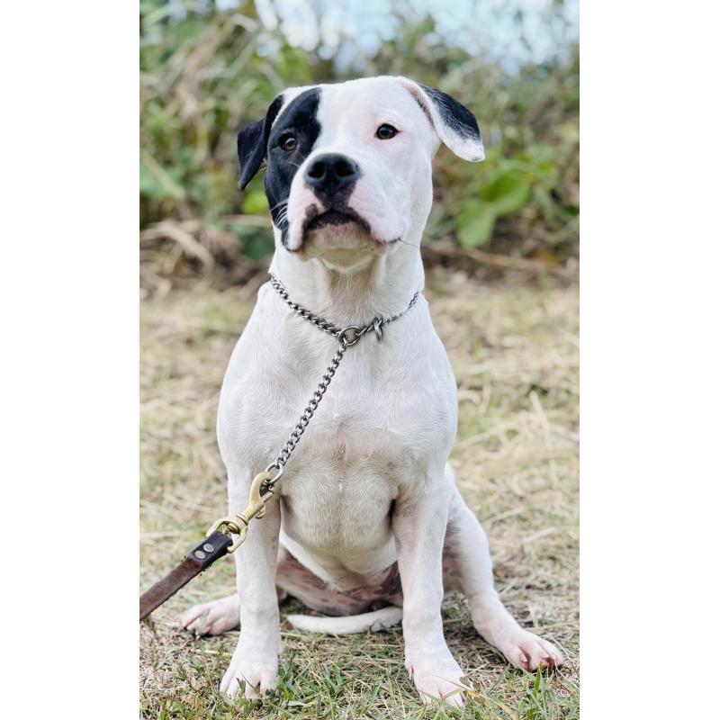 販売中の神奈川県のアメリカンピットブルテリア-413858