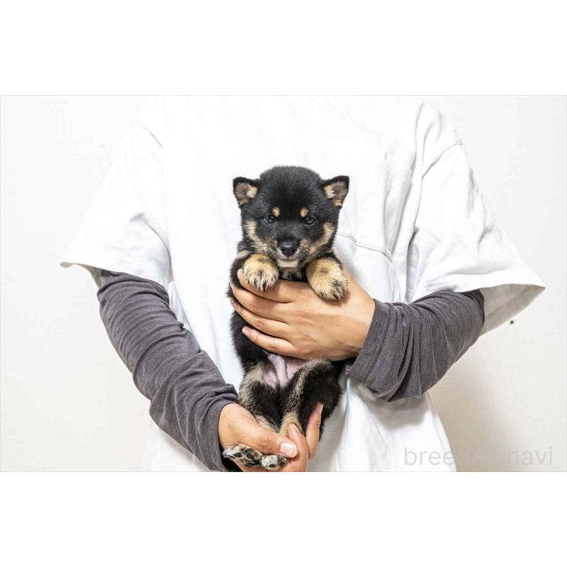 販売中の大分県の豆柴-424023の5枚目