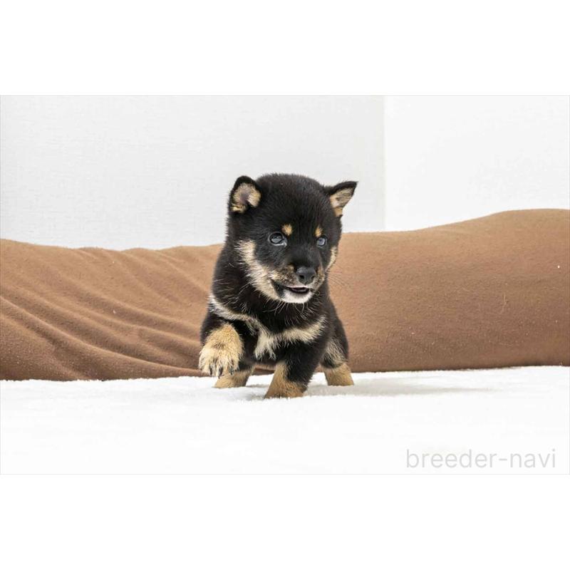 販売中の大分県の豆柴-424023の4枚目